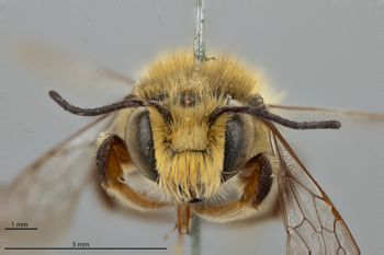 Media type: image;   Entomology 785960 Aspect: head frontal view